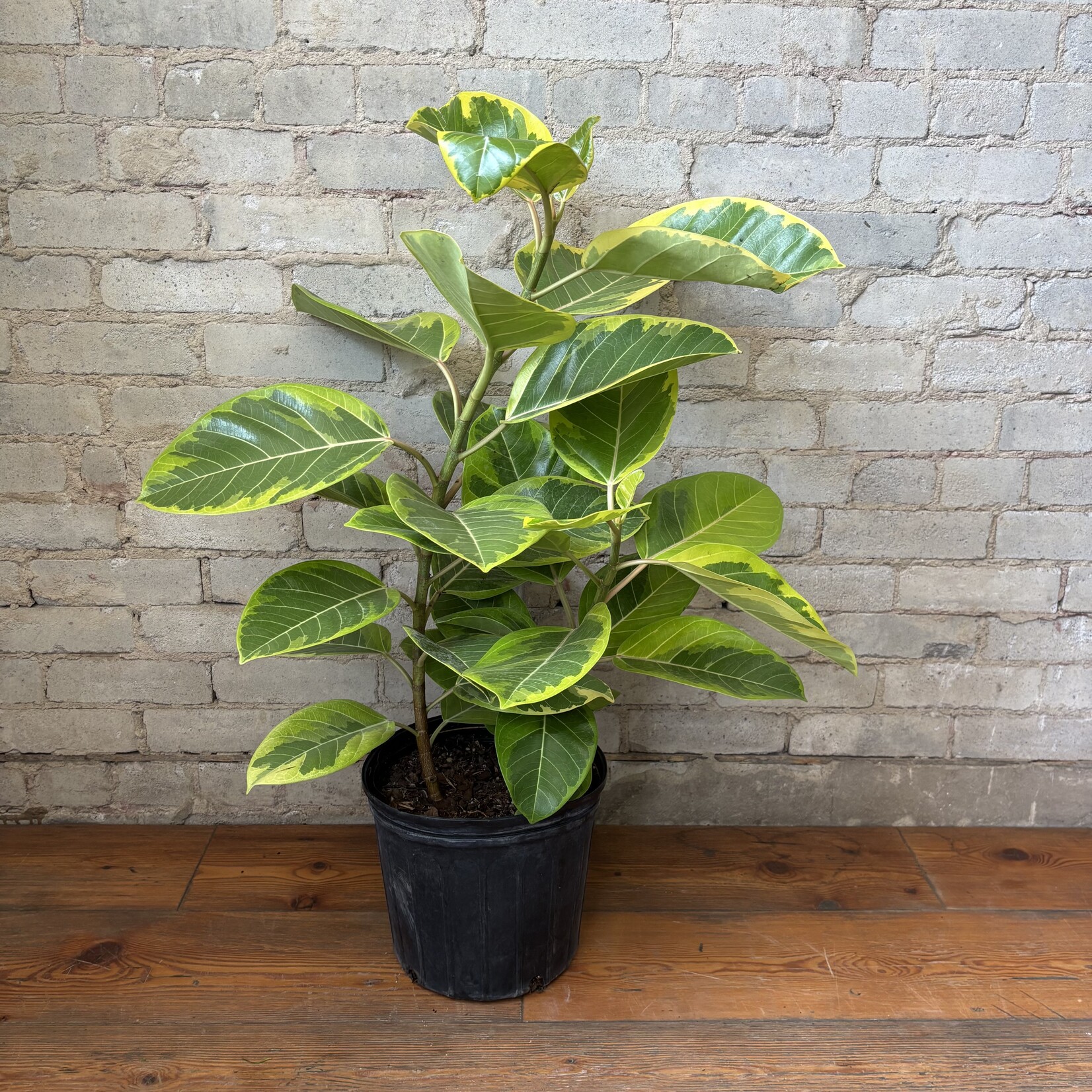 Ficus Altissima Bush 10"
