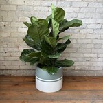 Ficus Lyrata Bush 10"