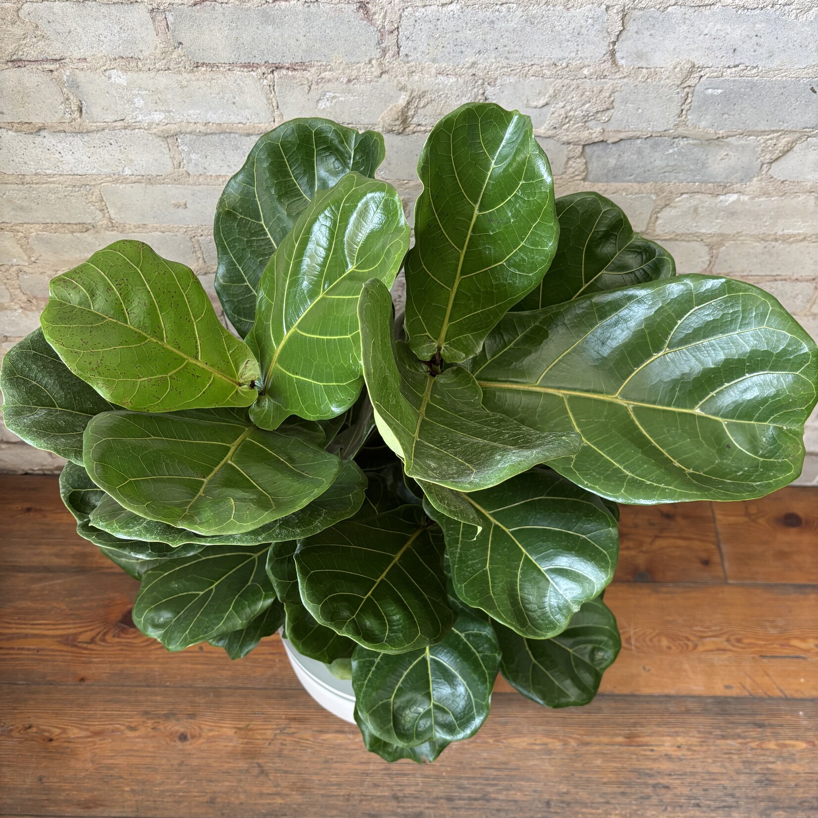Ficus Lyrata Bush 10"