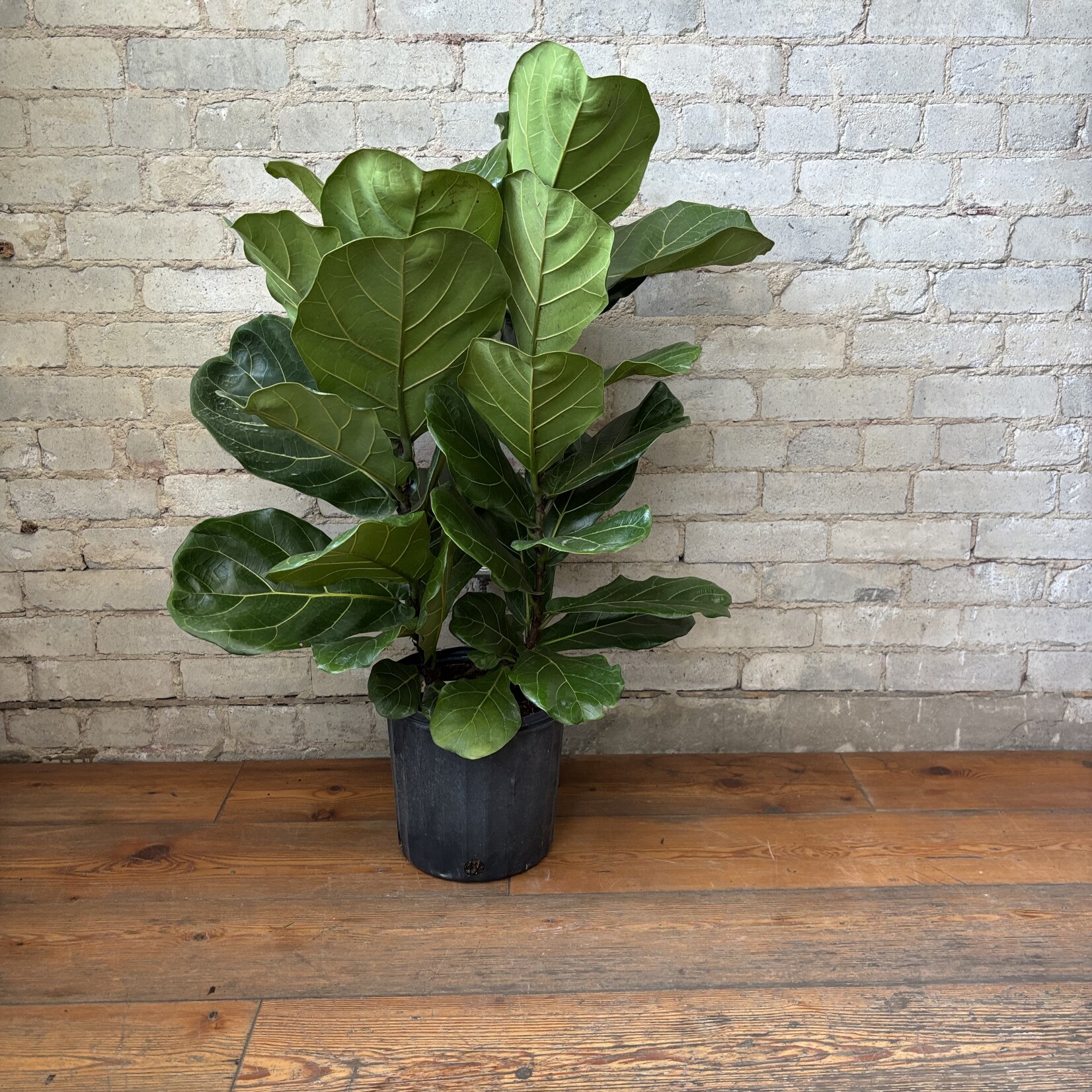 Ficus Lyrata Bush 10"