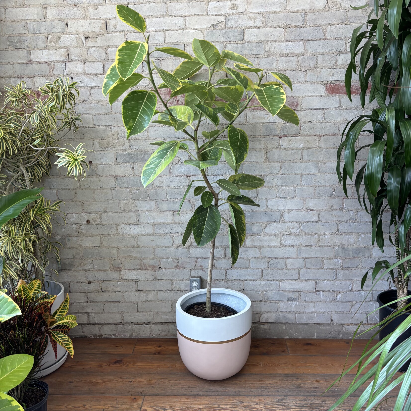 Ficus Altissima Standard 12"