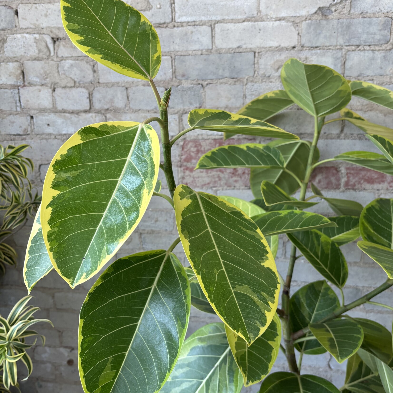 Ficus Altissima Standard 12"
