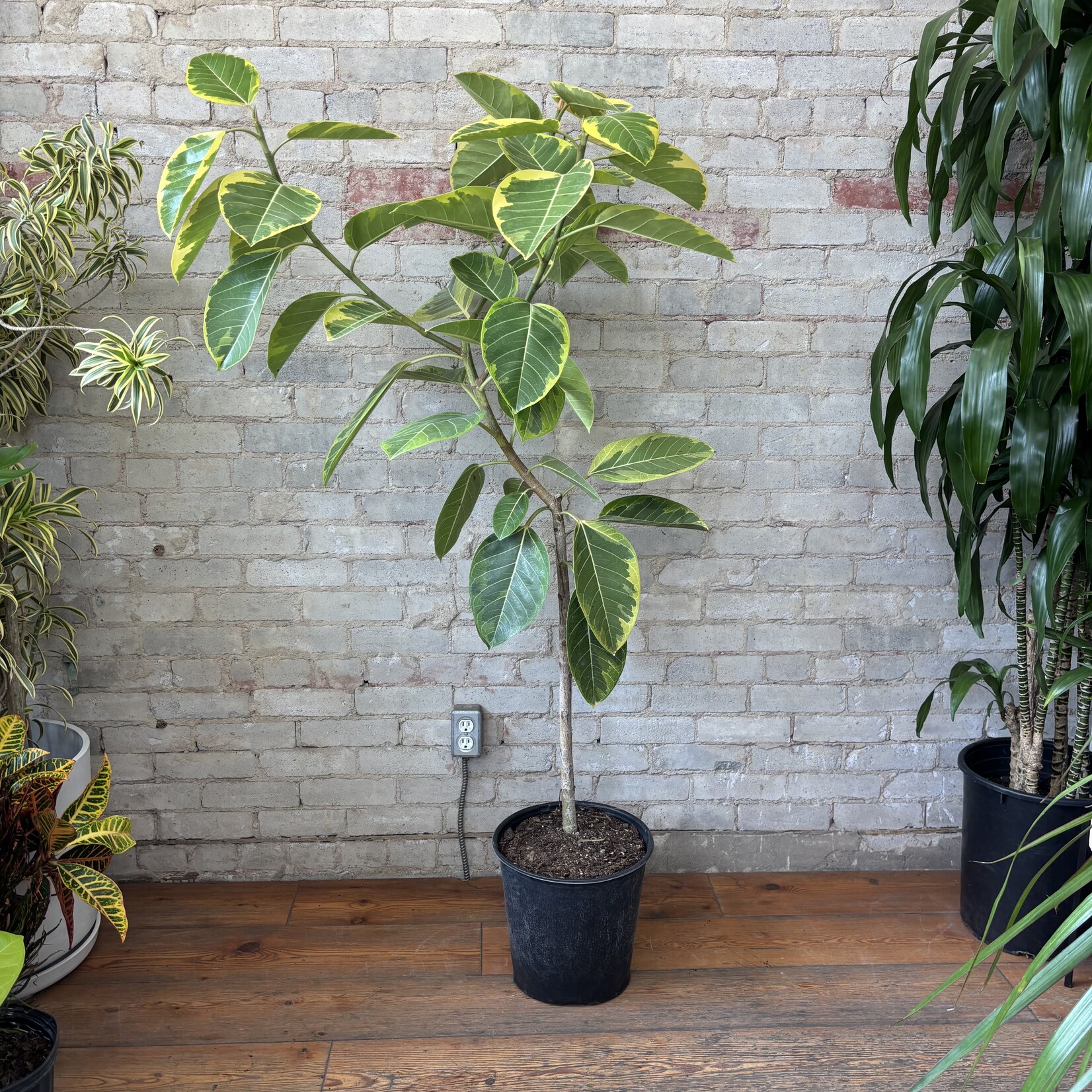 Ficus Altissima Standard 12"