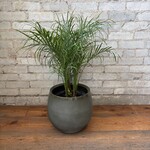 Phoenix Date Palm 10"