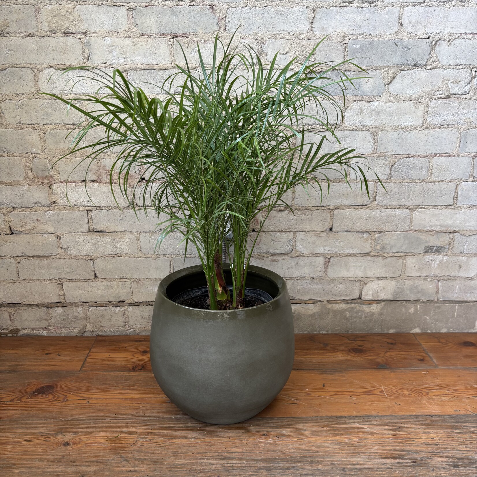 Phoenix Date Palm 10"