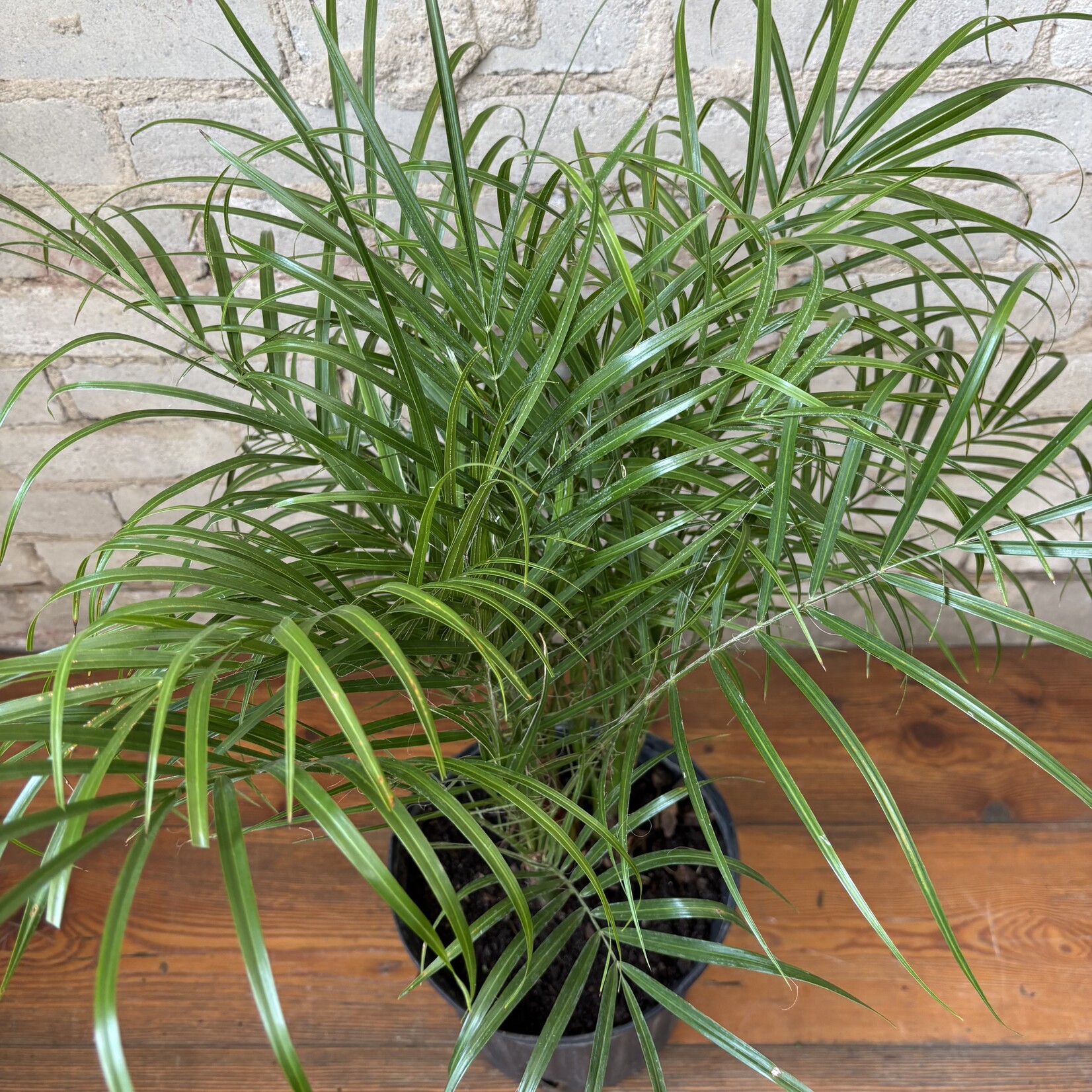 Phoenix Date Palm 10"