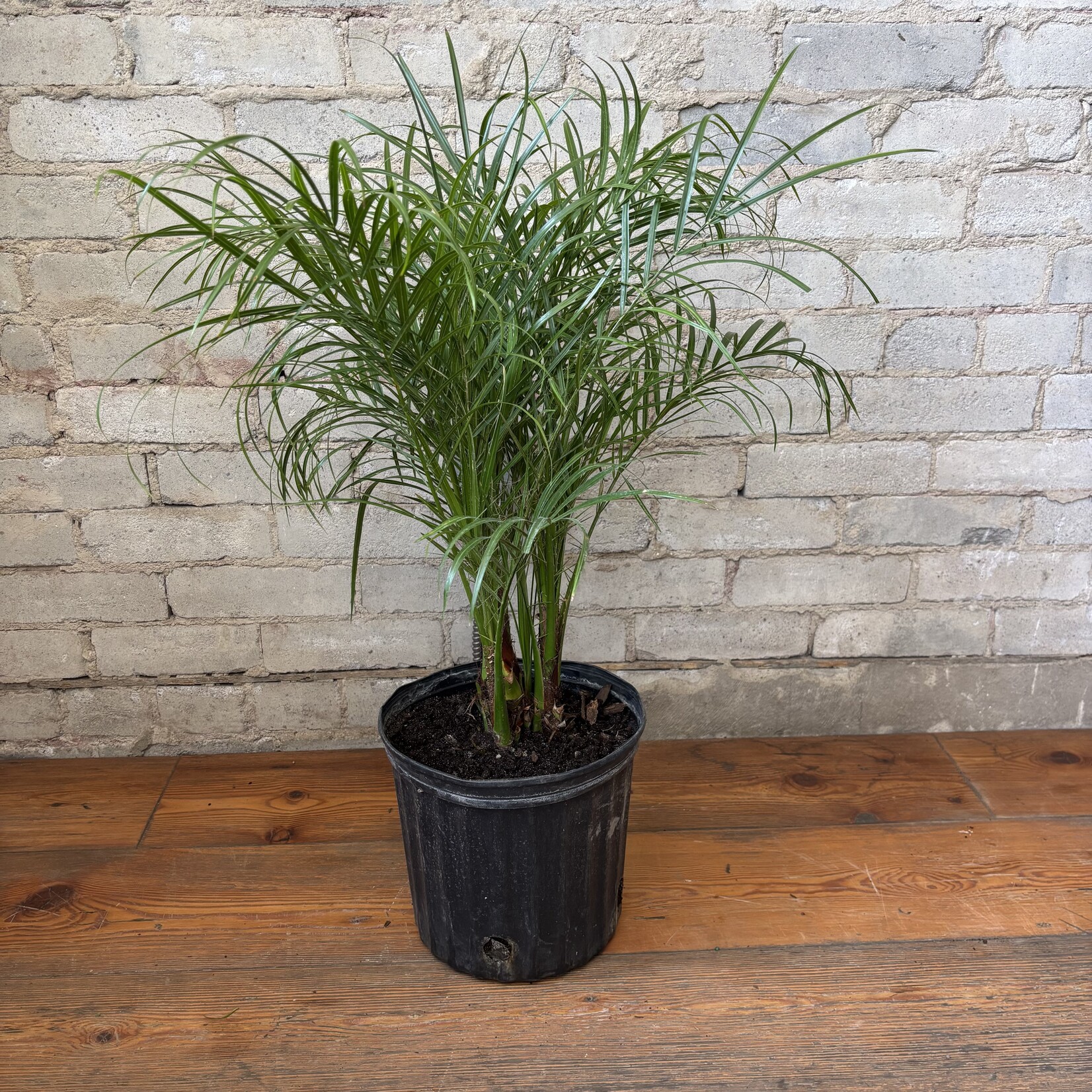 Phoenix Date Palm 10"