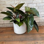 Philodendron Congo Rojo 10"