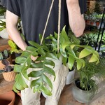Sharkfin / Fern Leaf Orchid Cactus 5"