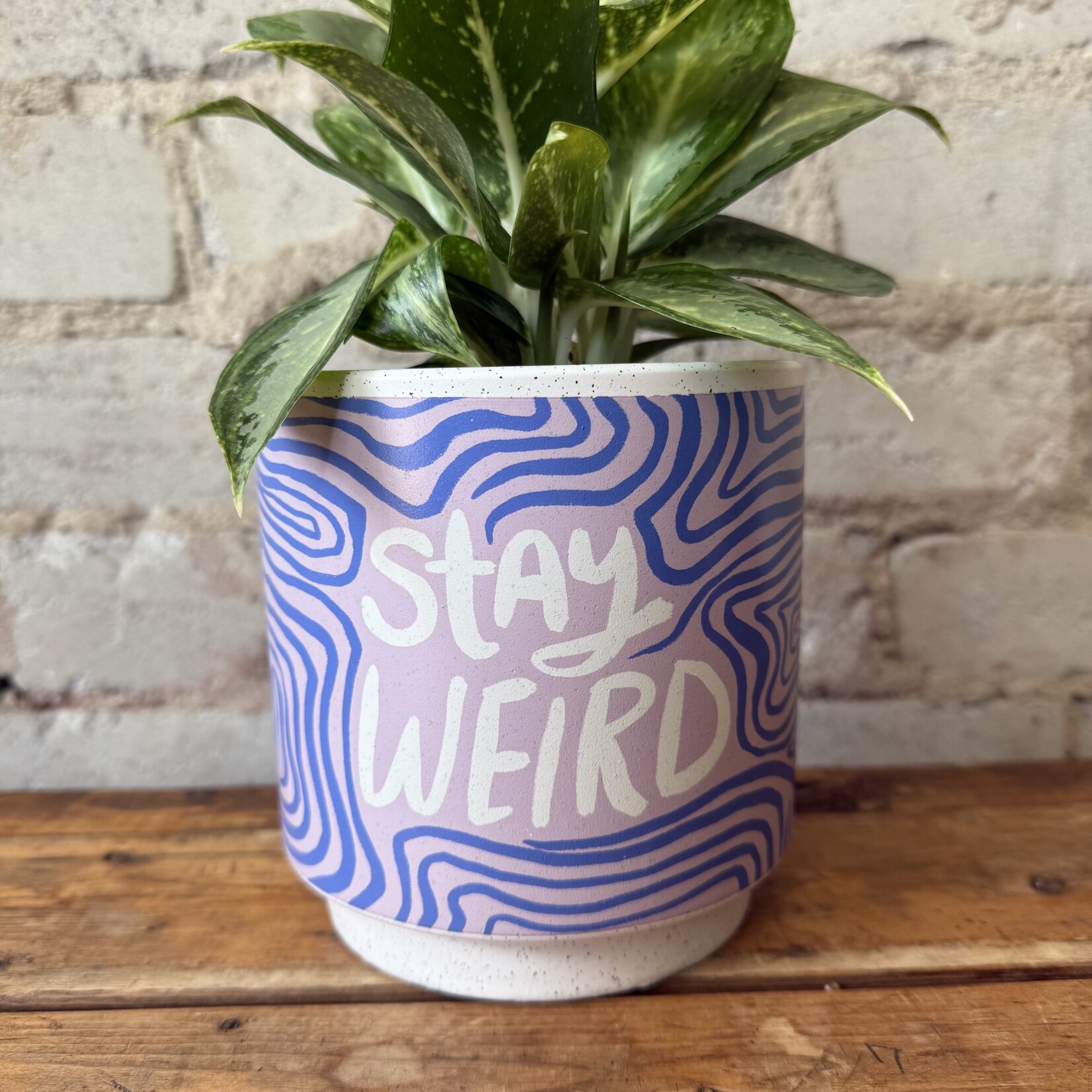 Assorted Pots Stay Weird Pot (fits 4.5")