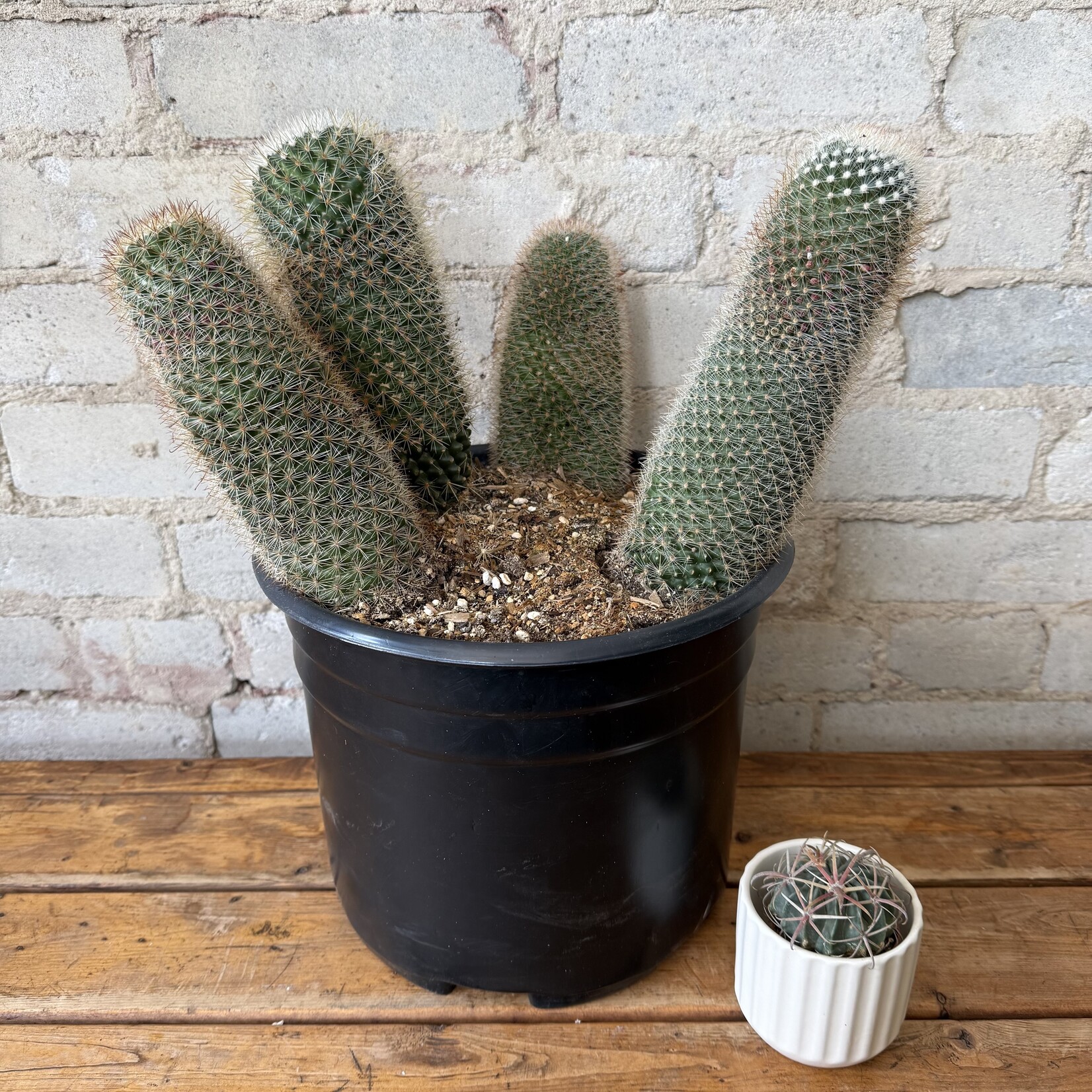 Mammillaria Spinosissima Cactus 10"