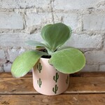 Kalanchoe Thyrsiflora 4"