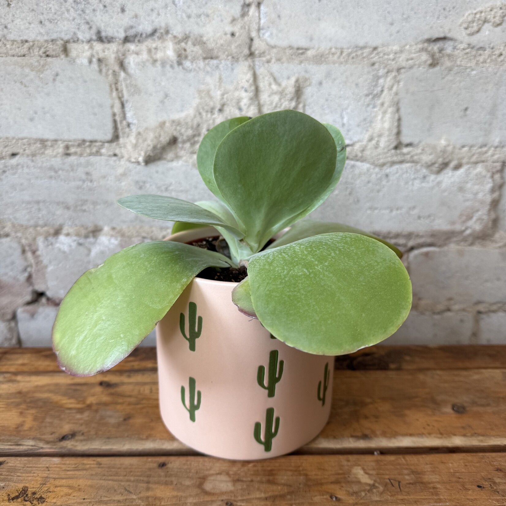 Kalanchoe Thyrsiflora 4"