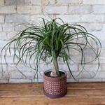 Ponytail Palm 6"