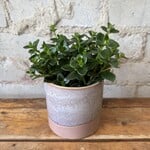 Goldfish Plant 3.5"