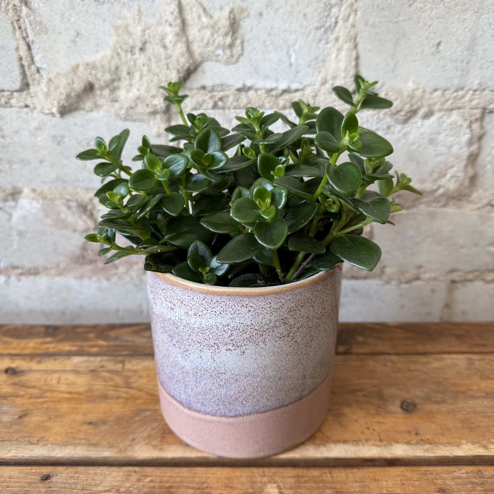 Goldfish Plant 3.5"