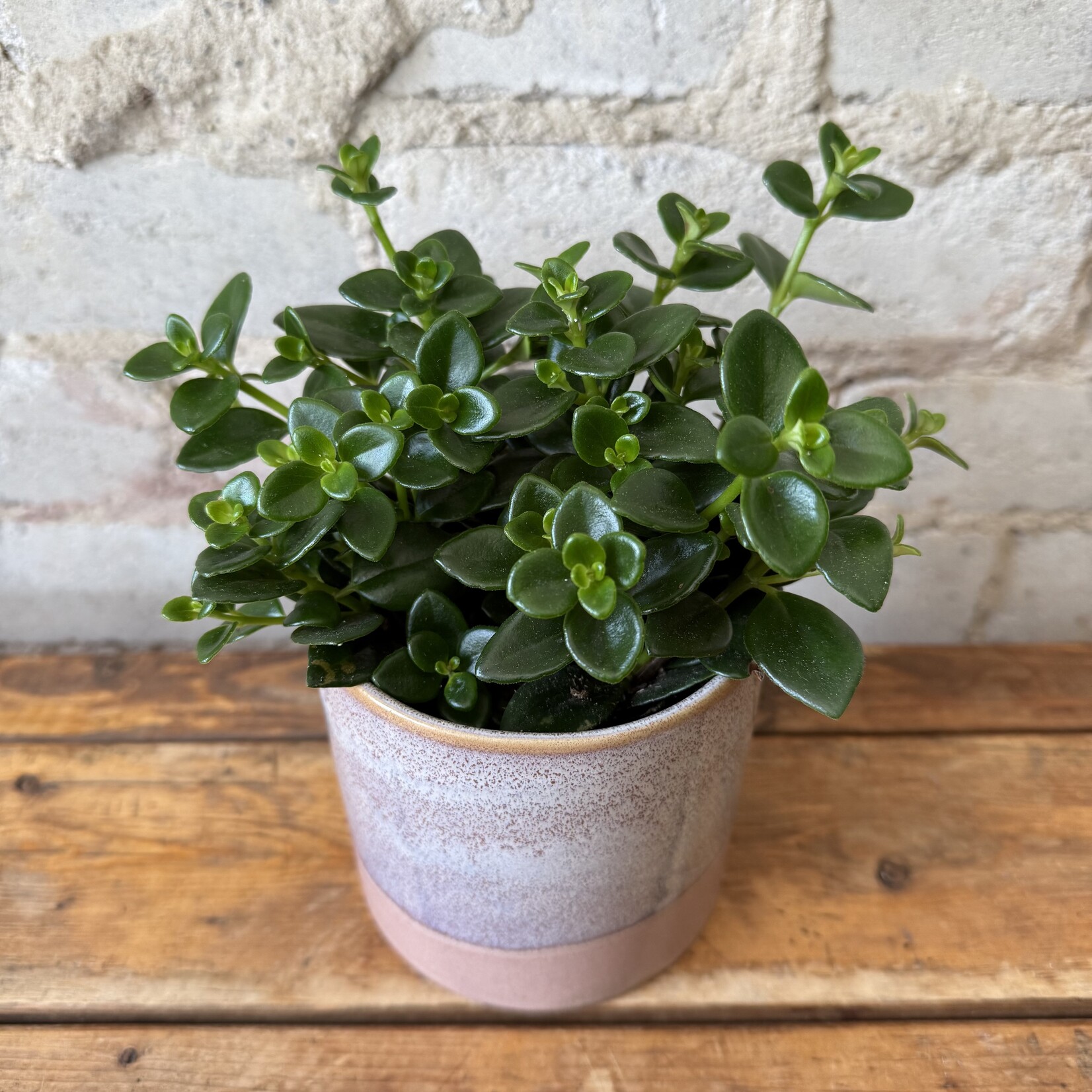 Goldfish Plant 3.5"