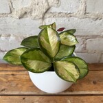 Hoya Australis Lisa 3.5"