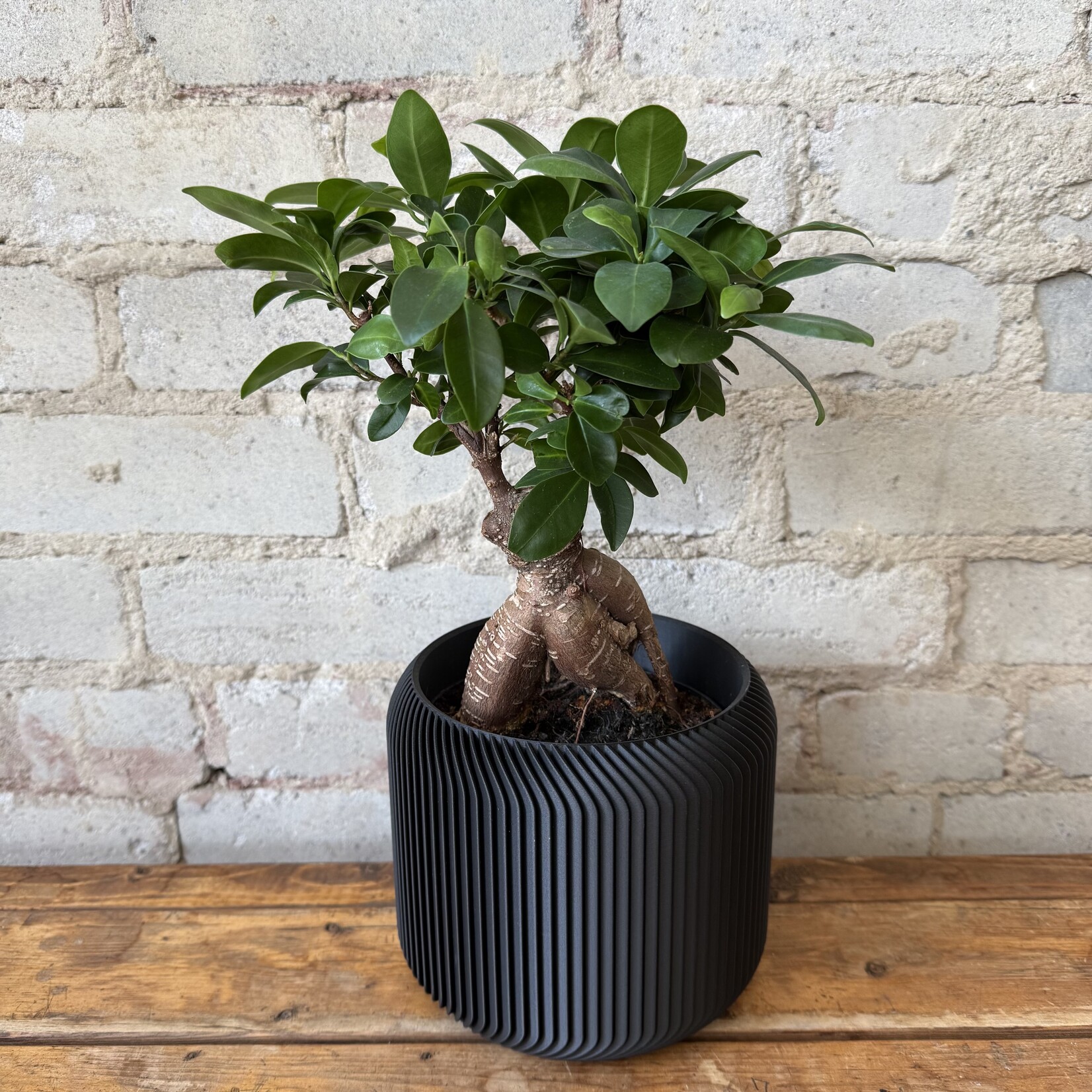 Ficus Ginseng Bonsai 5.5"