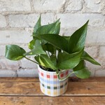 Golden Pothos 5"