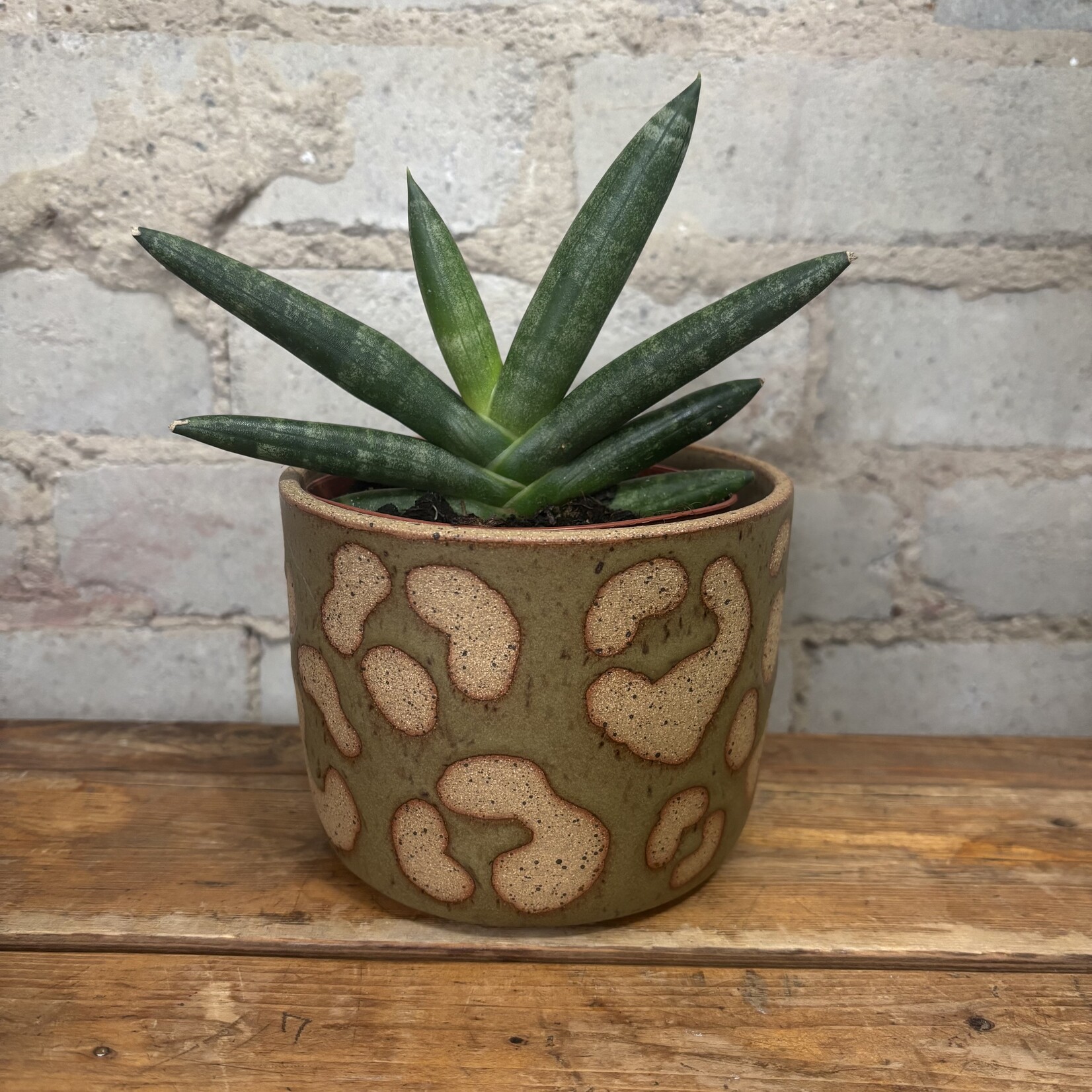 Sansevieria Boncellensis Black 4"