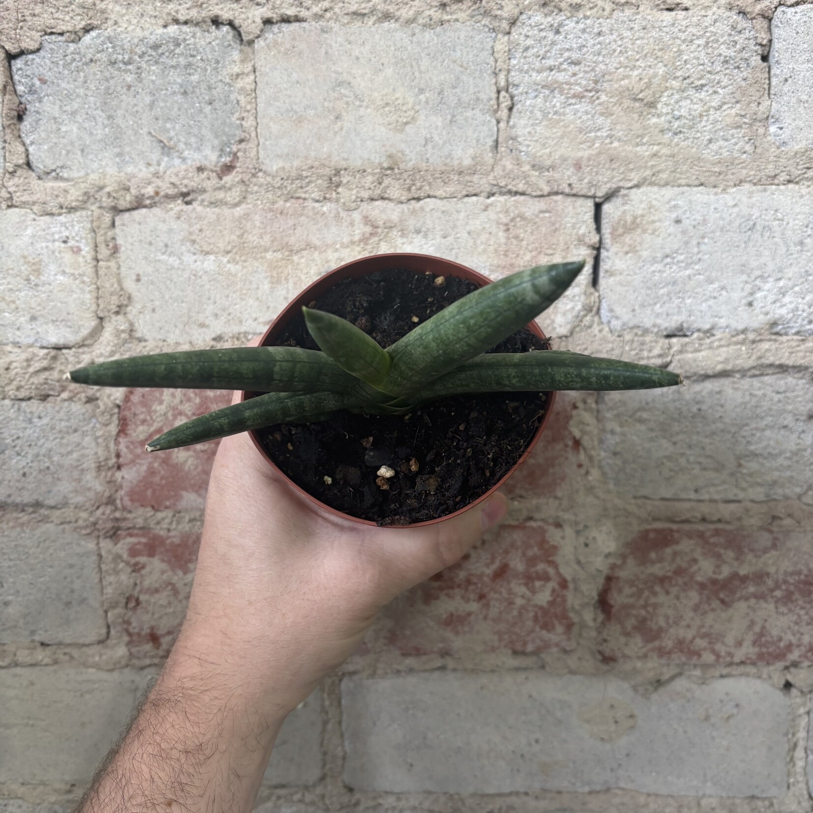 Sansevieria Boncellensis Black 4"
