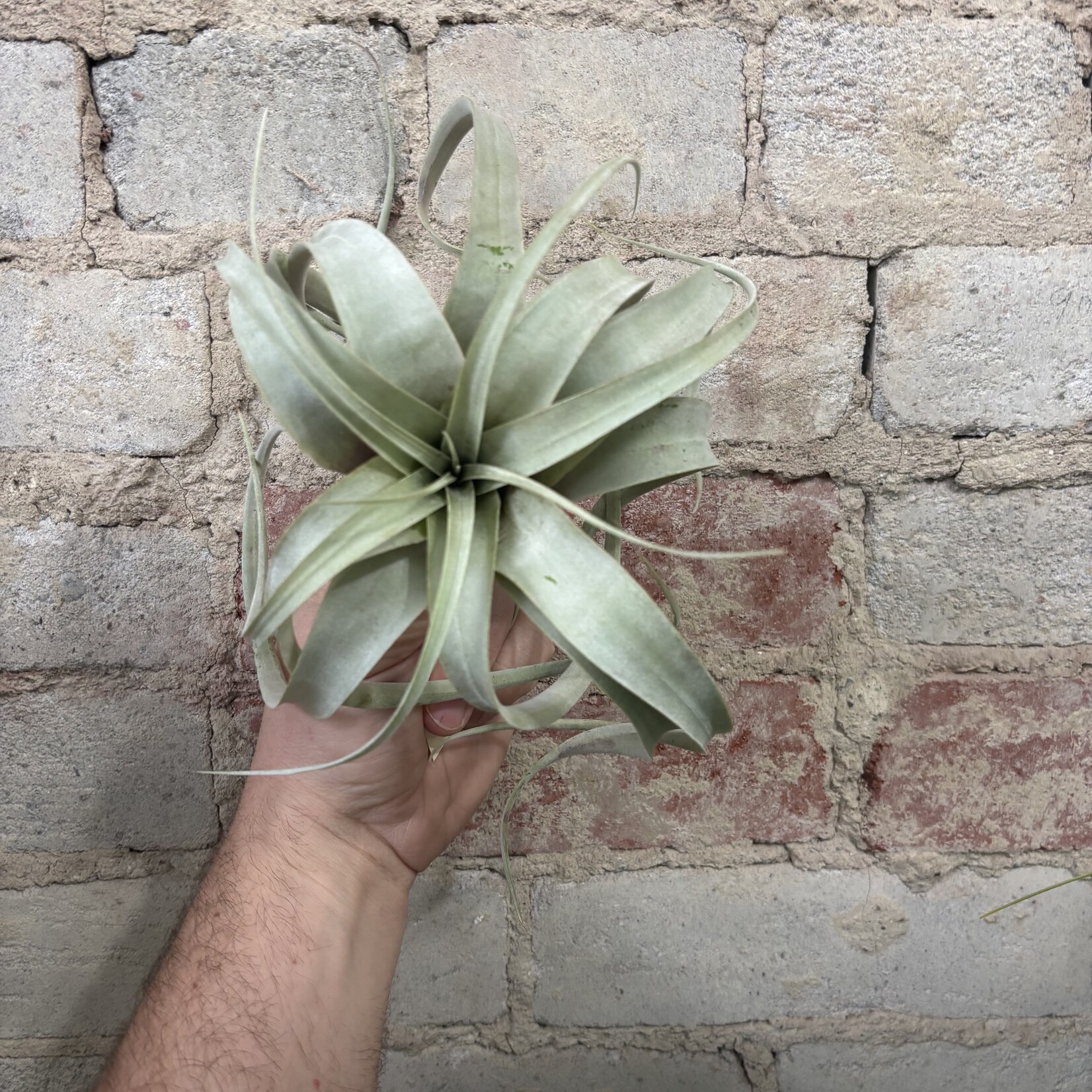 Airplants Xerographica