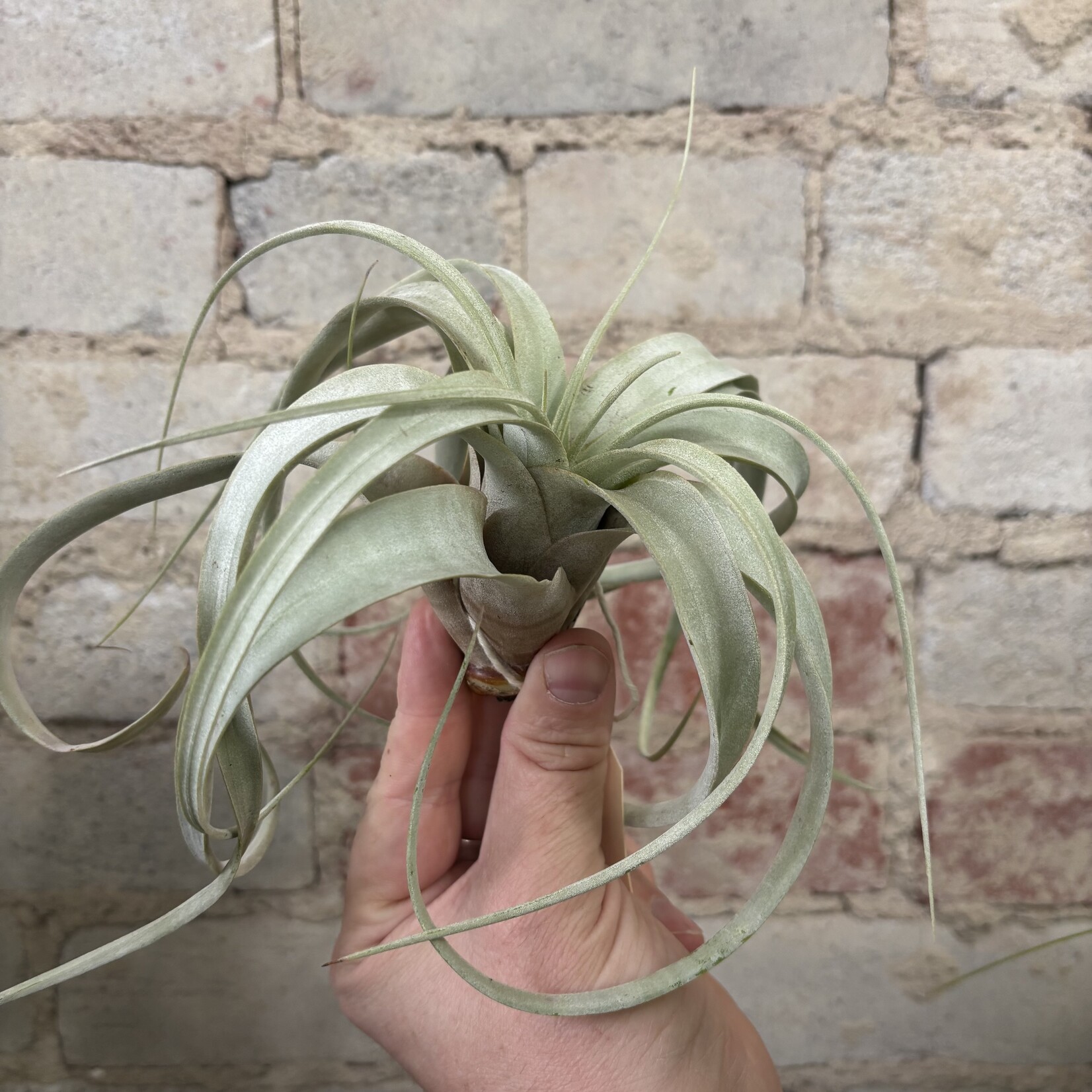 Airplants Xerographica