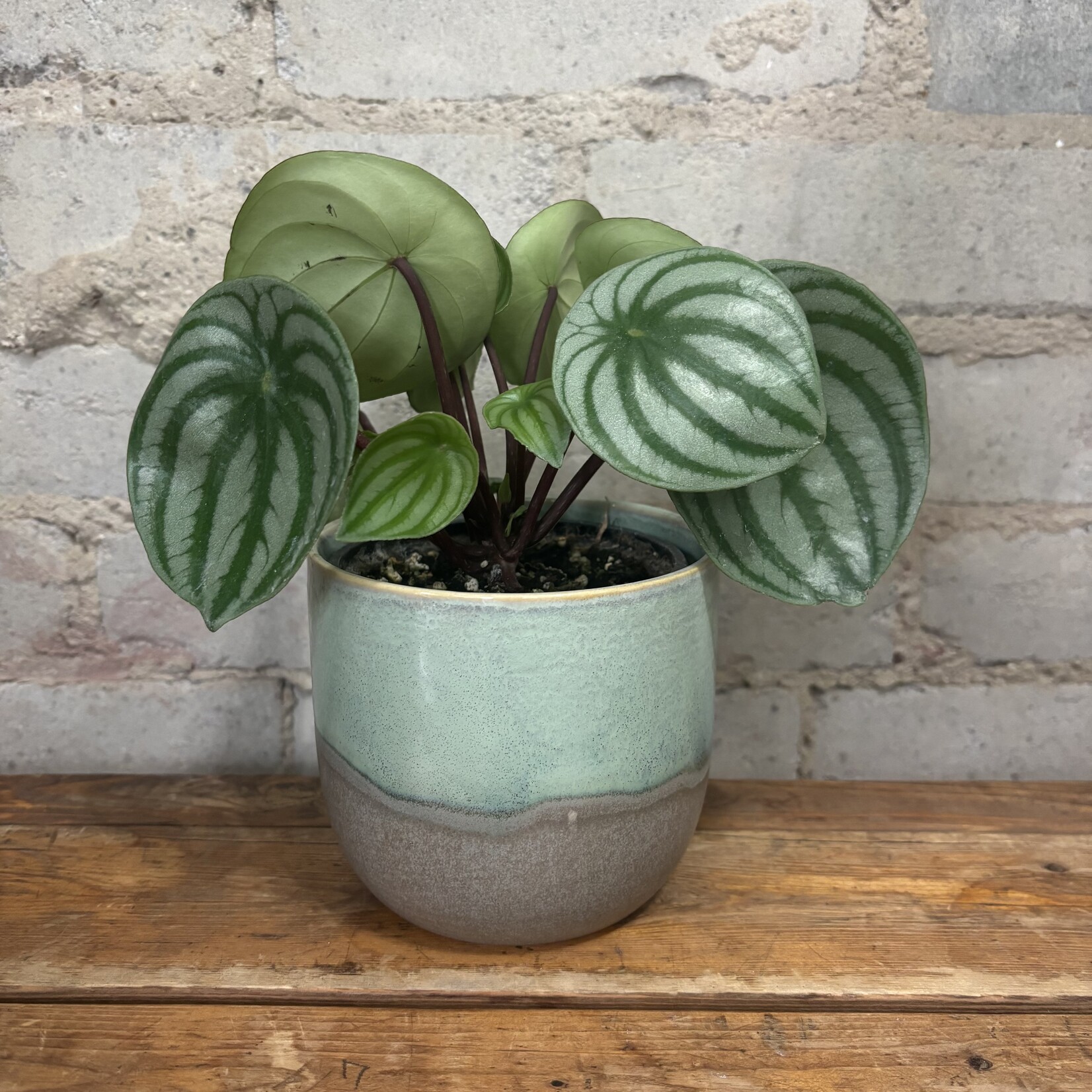 Peperomia Watermelon 4"