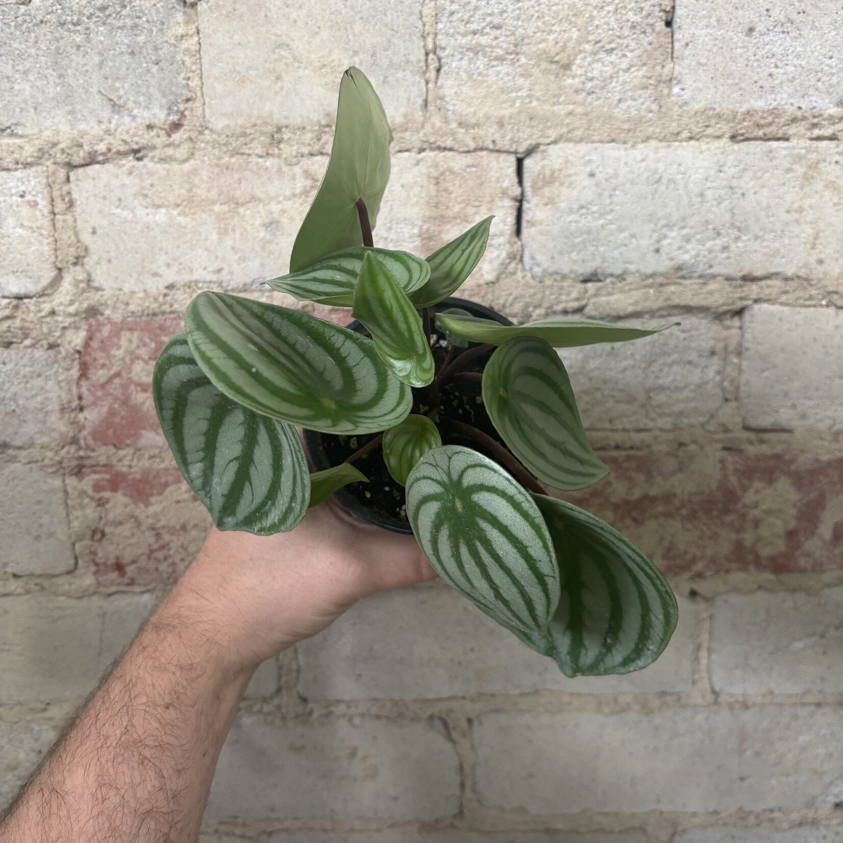 Peperomia Watermelon 4"