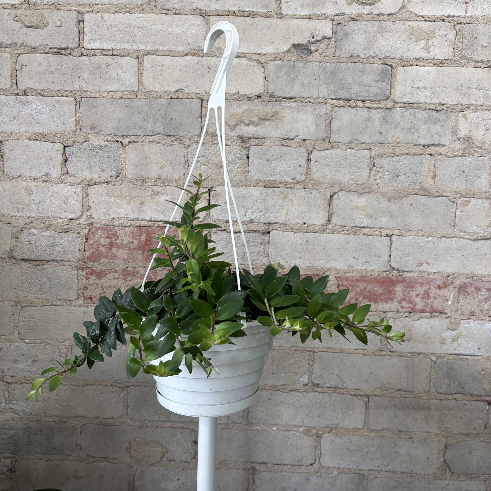 Mira Lipstick Plant 8"