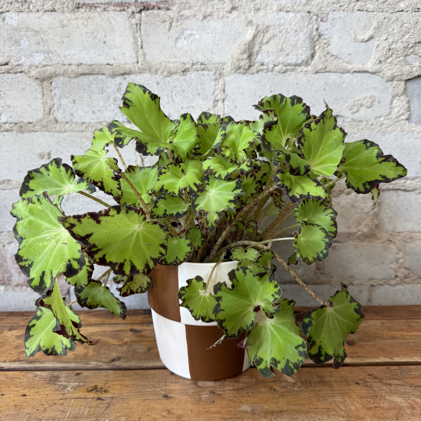 Begonia Rex 'River Nile' 5"