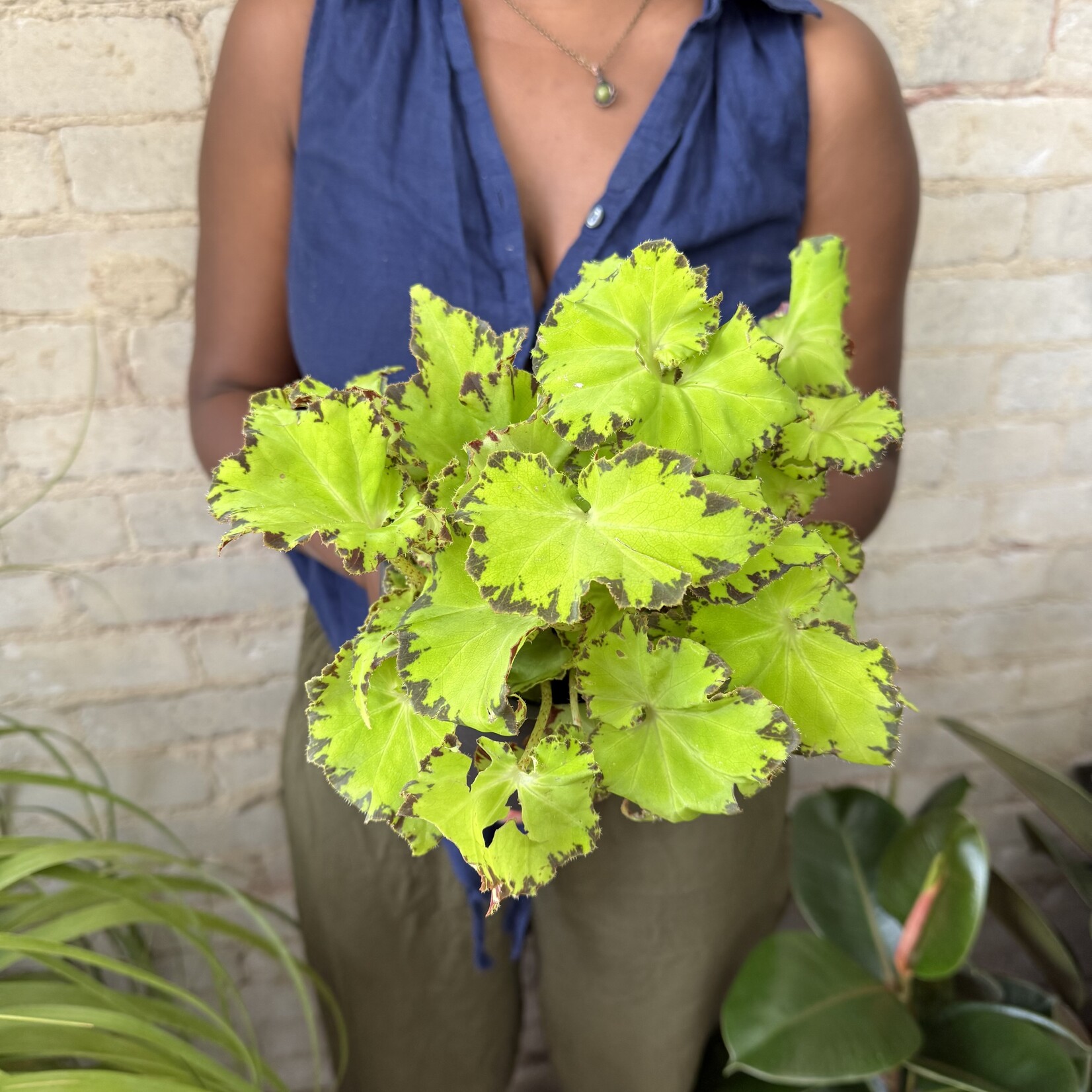 Begonia Rex 'River Nile' 5"