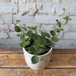 Peperomia Hope 5"