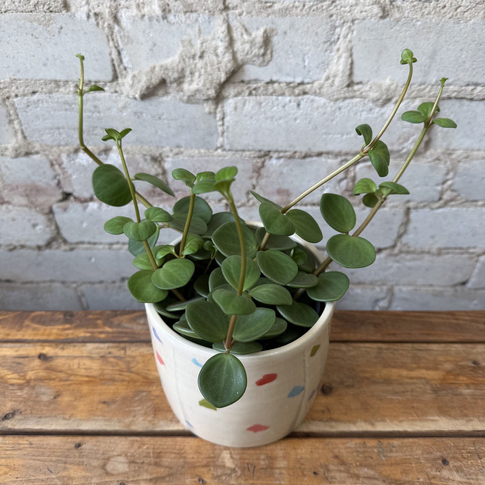 Peperomia Hope 5"