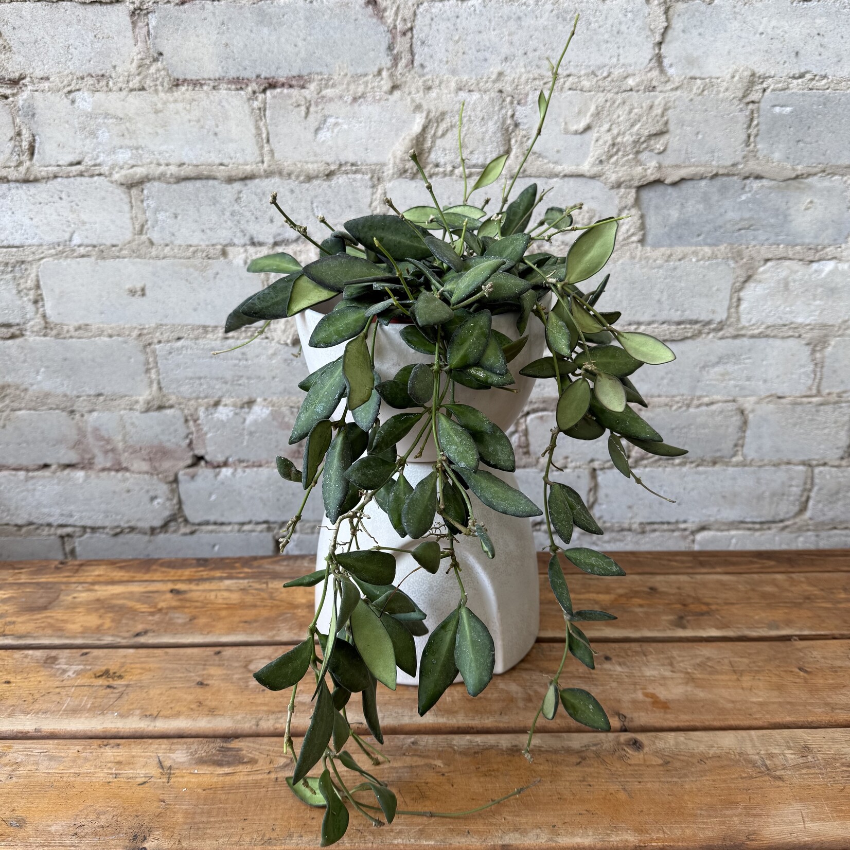 Hoya Bilobata 4"