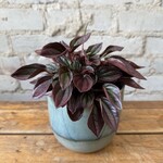 Peperomia Cayenne 5"