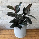 Ficus Elastica Burgundy 10"