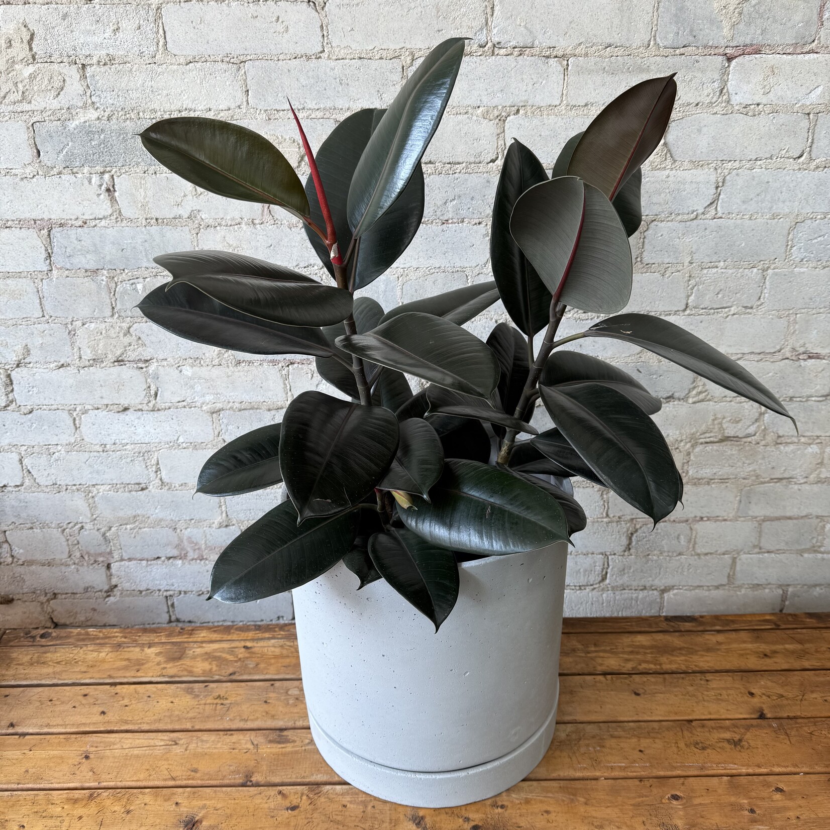 Ficus Elastica Burgundy 10"