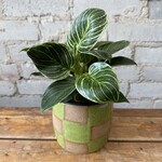 Philodendron Birkin 5"