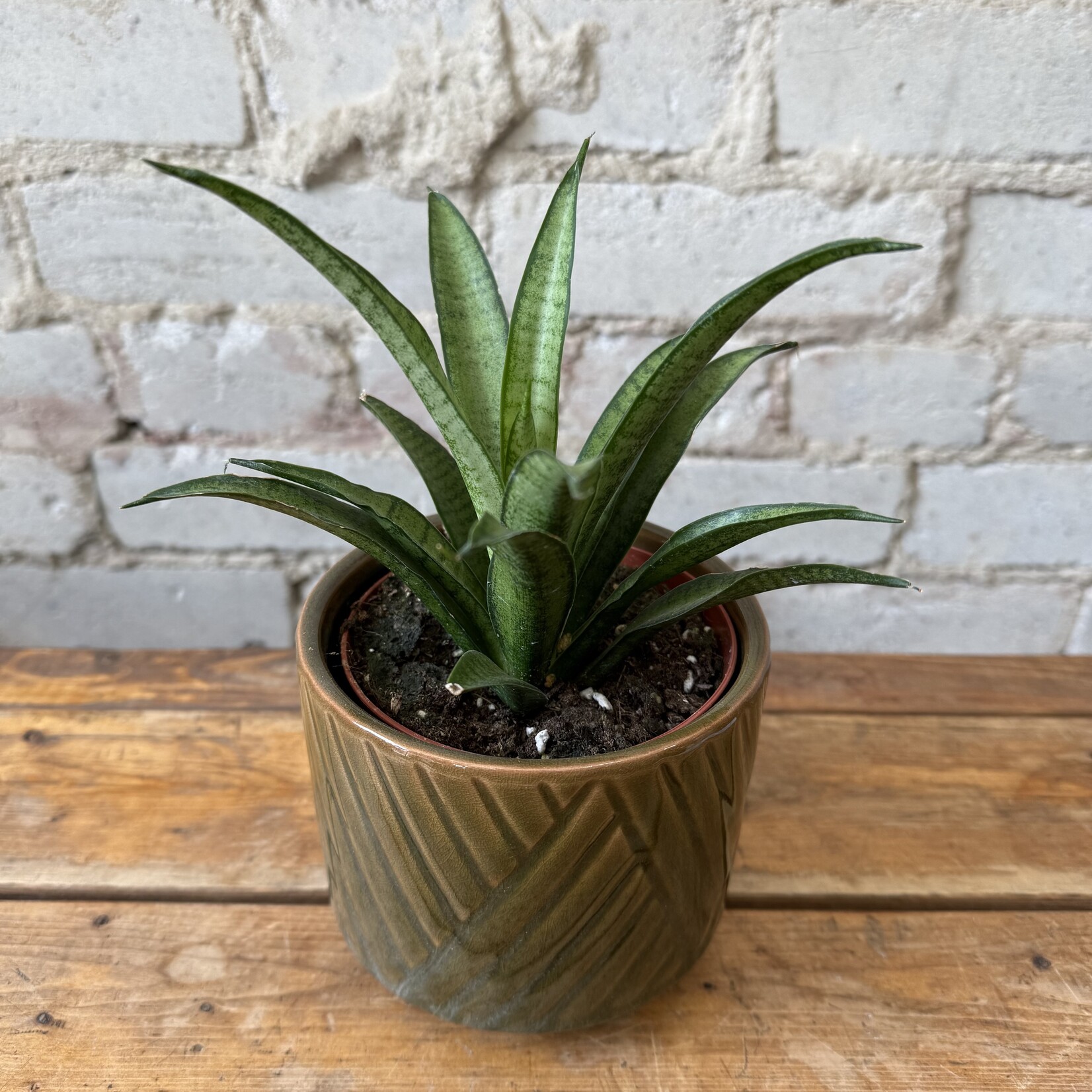 Sansevieria Lilliput 4"