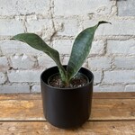 Sansevieria Whalefin (Cluster) 4"