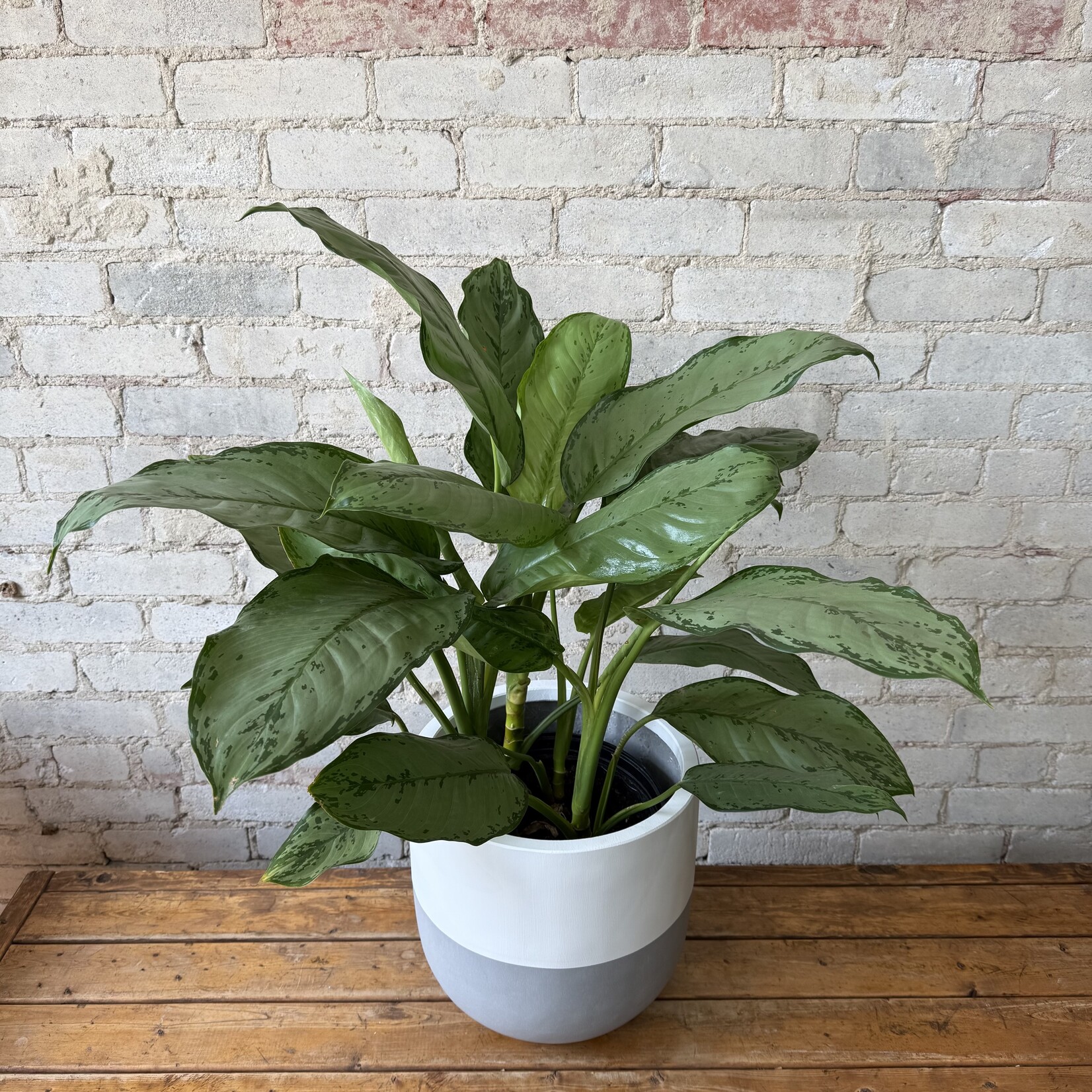 Aglaonema BJ Freeman 10"