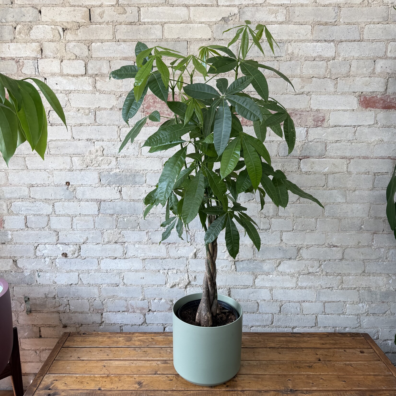 Pachira Aquatica - Money Tree 10"