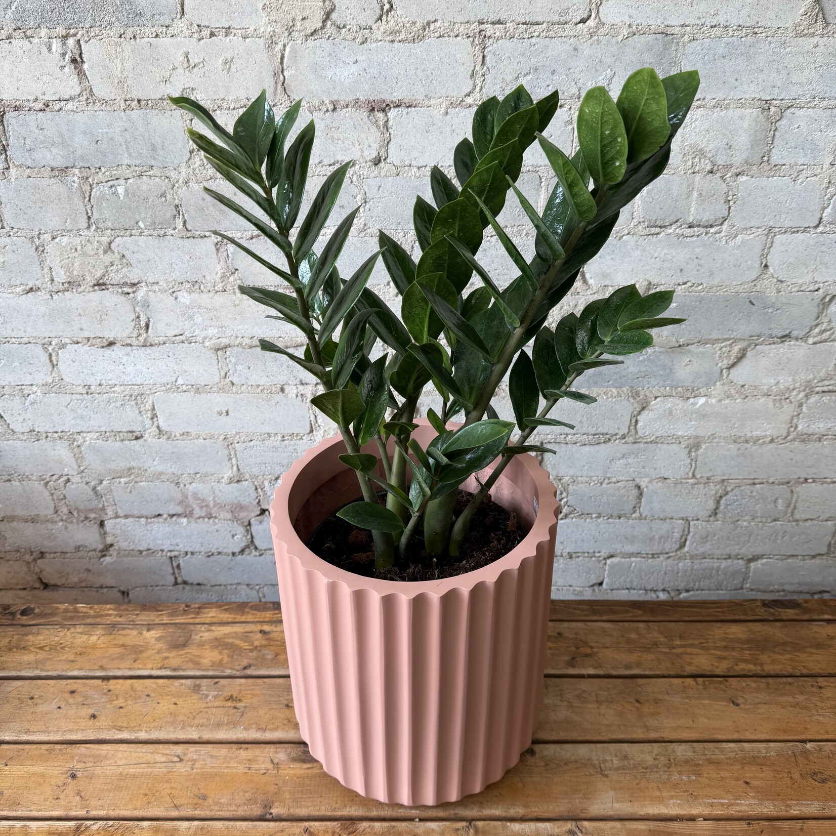 ZZ Plant 8"