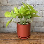 Neon Pothos 4"