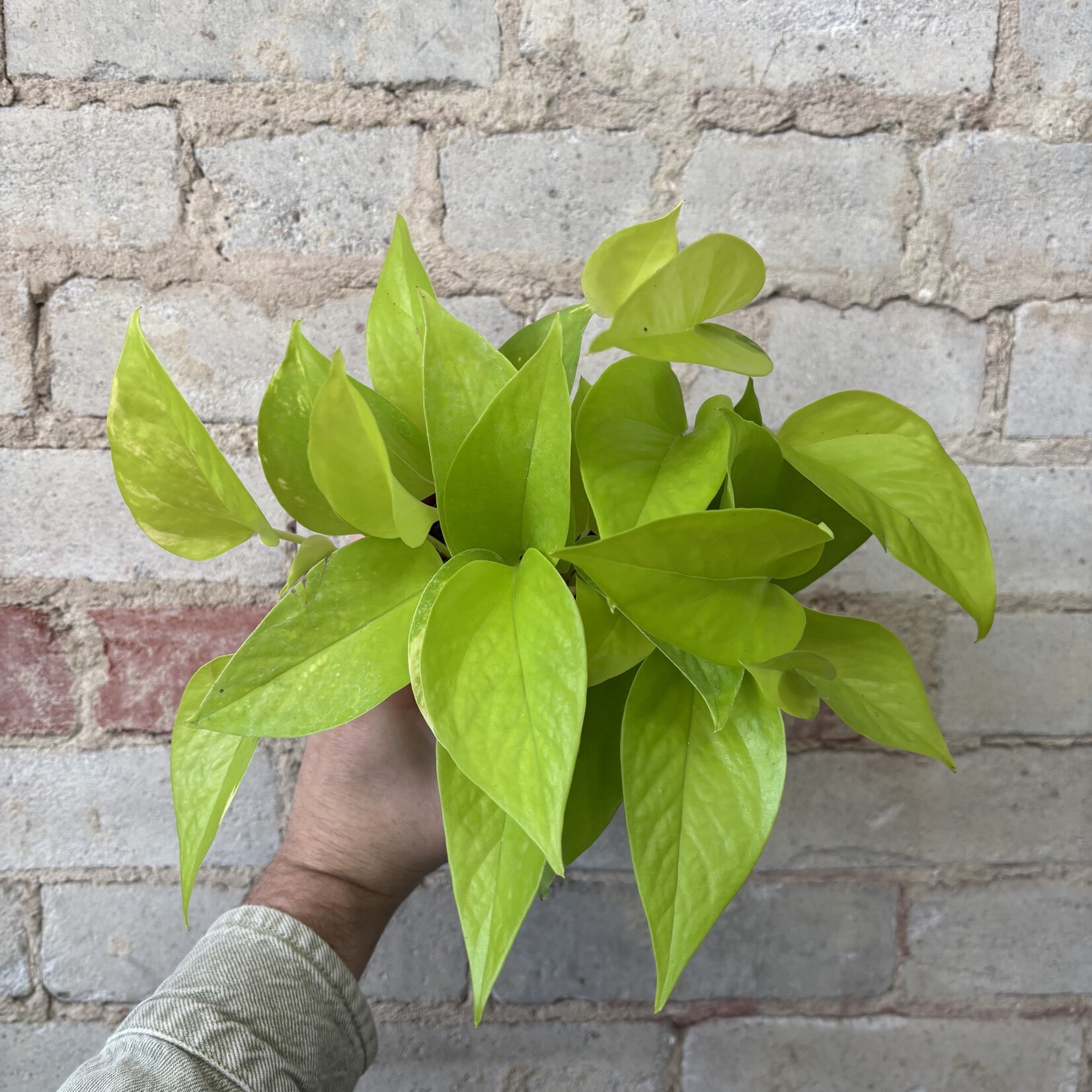 Neon Pothos 4"