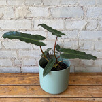 Philodendron Billietiae 'Black Form' 6"