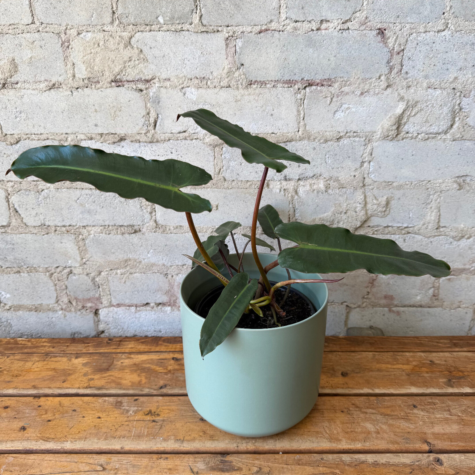Philodendron Billietiae 'Black Form' 6"
