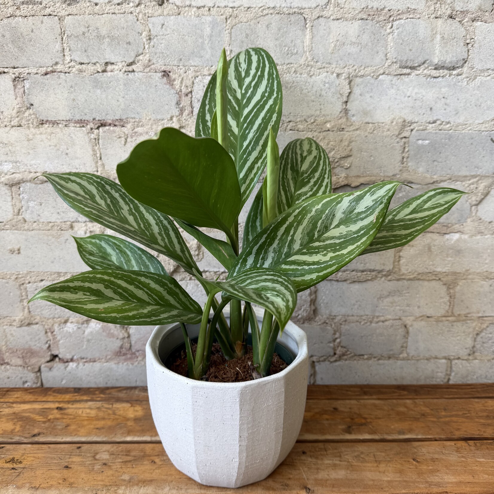 Aglaonema Stripes 6"